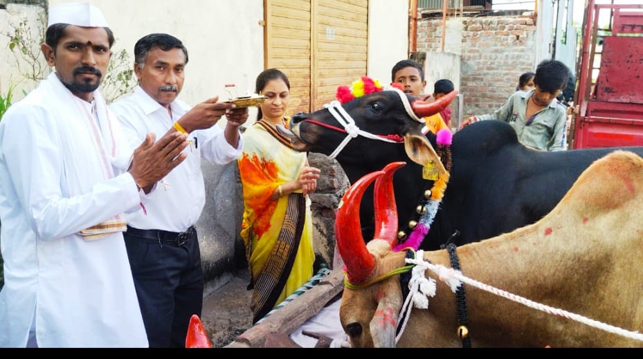 चोपडा येथे बैलपोळा साजरा जगनाडे गो शाळेचा उपक्रम…!