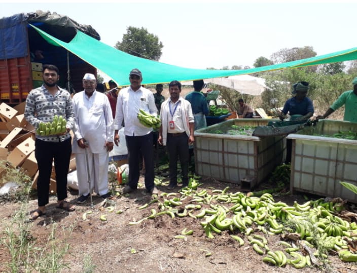 शेतकऱ्याची चांदी   उच्च दर्जाची केळी इराणला रवाणा 