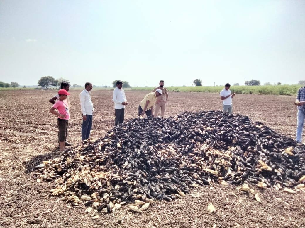 मक्याच्या कणसाच्या ढिगार्‍याला लावली आग अज्ञाता विरोधात गुन्हा दाखल; शेतकऱ्याचे मोठे नुकसान