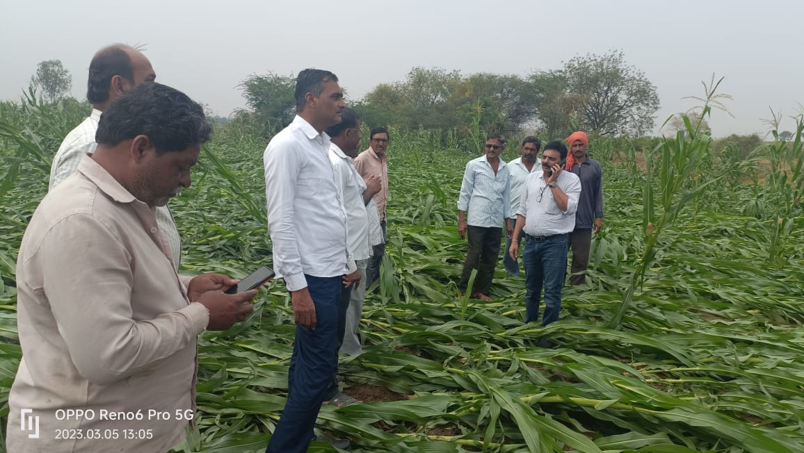 वेल्हाळे येथे अवकाळी पावसामुळे पिकांचे नुकसान  आ.संजय सावकारे यांच्या कडून पाहणी