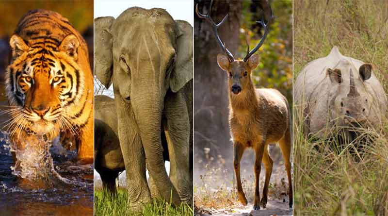 वन्यप्राण्यांच्या हल्ल्यांत मृत्यू झाल्यास व्यक्तीच्या वारसांना मिळणार २५ लाख