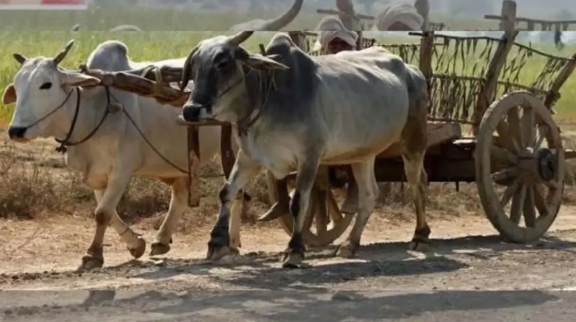 जळगावातील धक्कादायक घटना; बैलगाडीत बसलेल्या शेतमजूर महिलेसोबत घडलं विपरीत 